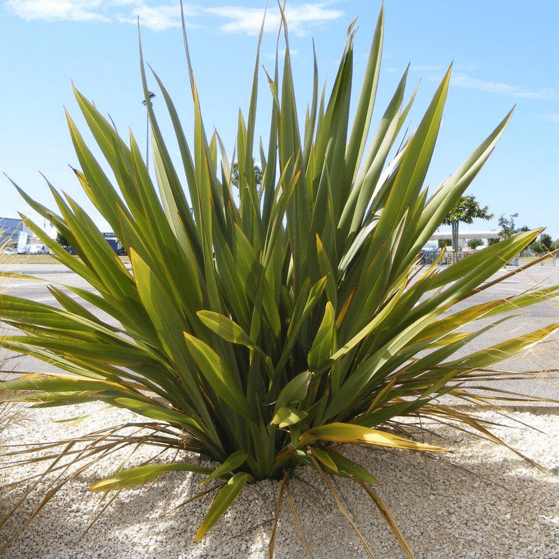 Des images de diff�rentes plantes